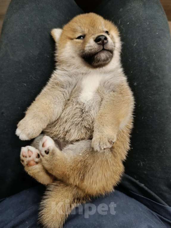 Собаки в Сертолово: Сука сиба Девочка, 25 000 руб. - фото 1