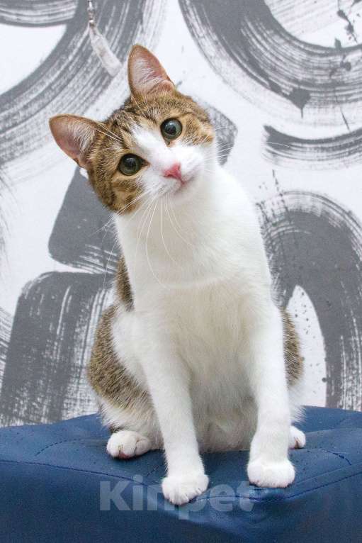 Кошки в Москве: Братик и сестренка нуждаются в семье! Мальчик, Бесплатно - фото 5