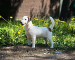 Собаки в Голицыно: Невероятная Девочка, 50 000 руб. - фото 5