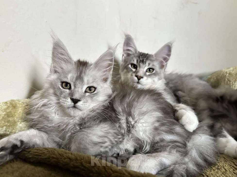 Кошки в других городах Свердловской области: Котята мейн-кун серебро Девочка, 50 000 руб. - фото 2
