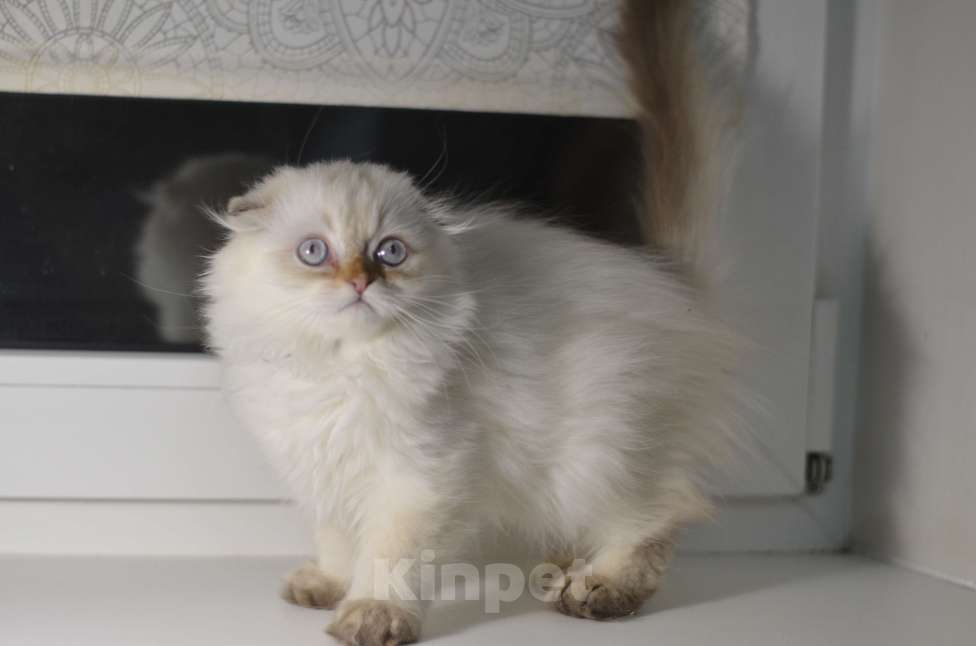 Кошки в Москве: Шотландские котята Разнополые, 12 000 руб. - фото 2