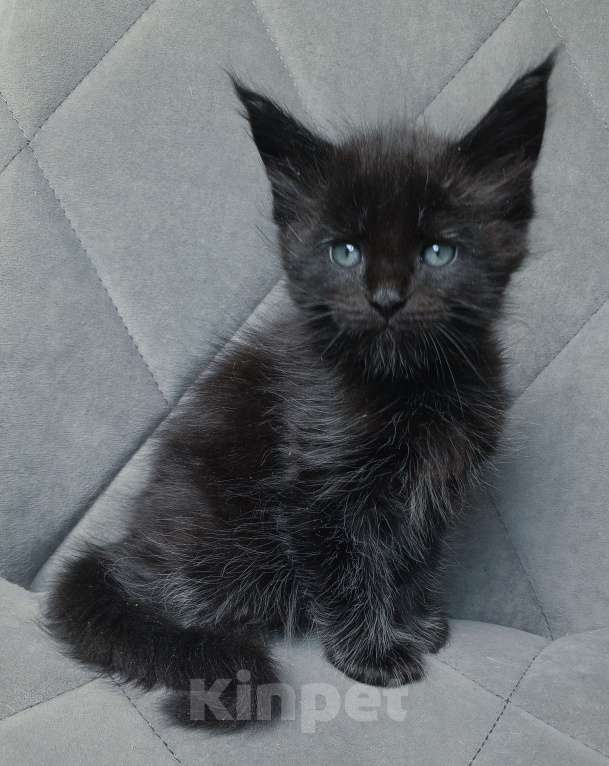 Кошки в Красноярске: К раннему резерву Мальчик, 70 000 руб. - фото 5