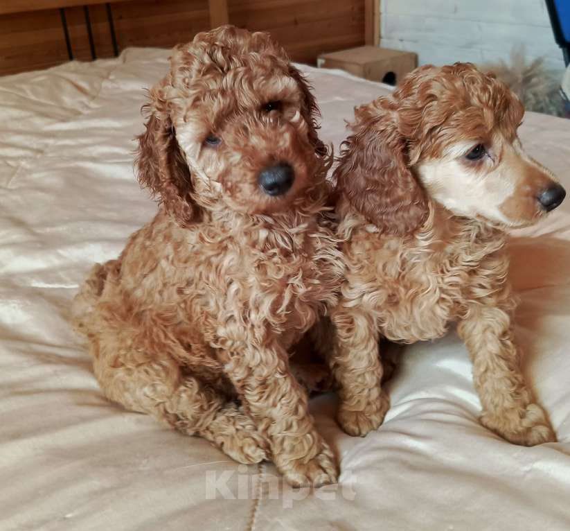 Собаки в Москве: Средний пудель, щенки Разнополые, Бесплатно - фото 2