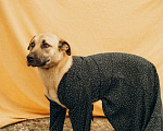 Собаки в Москве: Вега ищет дом Девочка, Бесплатно - фото 2