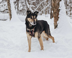 Собаки в Москве: Собака в добрые руки Мальчик, Бесплатно - фото 3