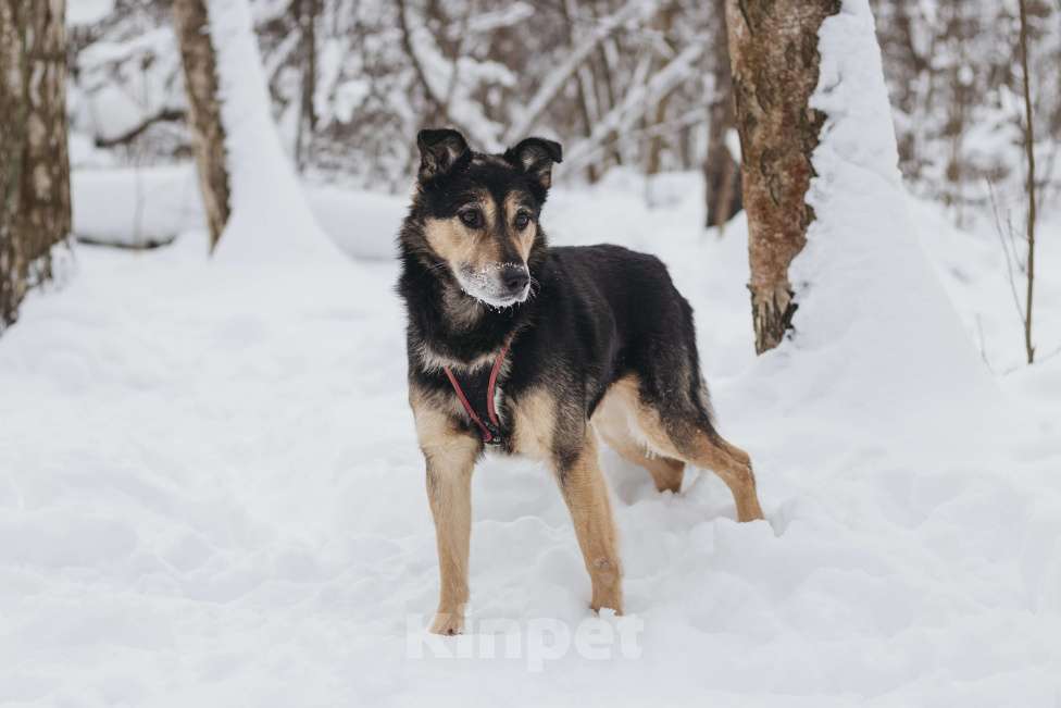 Собаки в Москве: Собака в добрые руки Мальчик, Бесплатно - фото 3