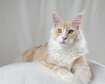 Кошки в Туапсе: Котята мейн-кун полидакт Мальчик, 25 000 руб. - фото 5