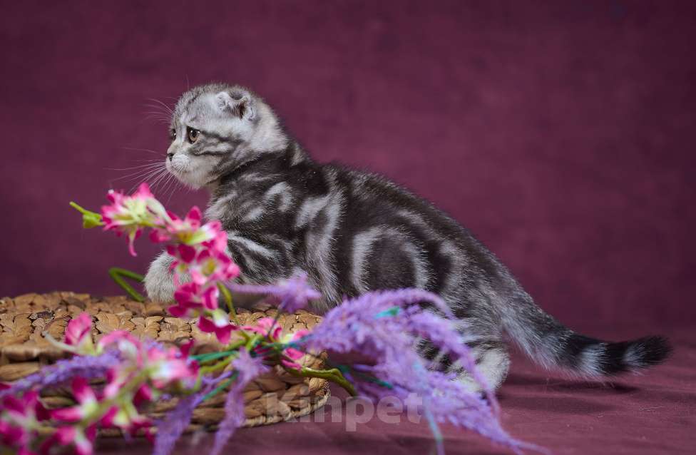 Кошки в Барнауле: Котик-фолд Тимоти🤎 Мальчик, Бесплатно - фото 6