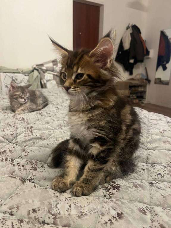 Кошки в Москве: Котята Мейн-Кун Девочка, 20 000 руб. - фото 3