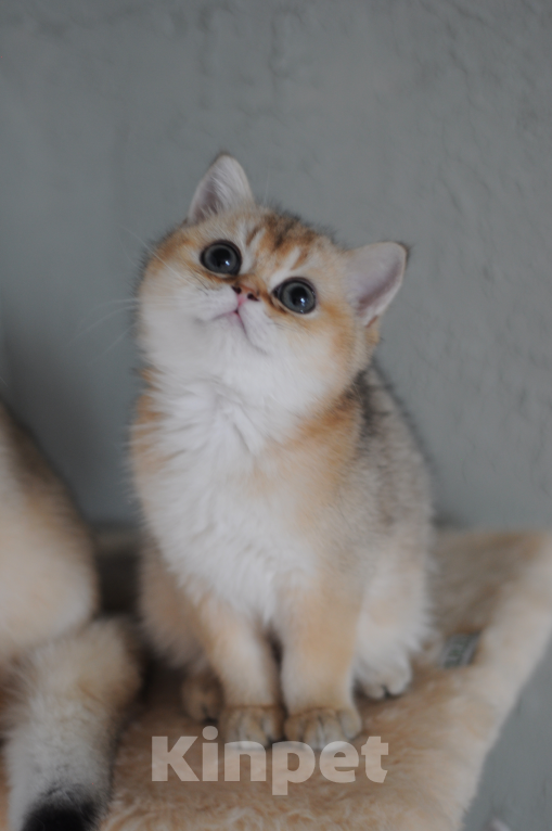 Кошки в Бахчисарае: Шотландский котенок Девочка, 85 000 руб. - фото 1