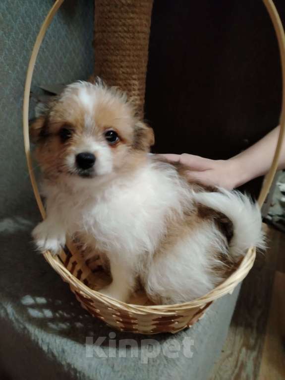 Собаки в Ярославле: Щенки чихуахуа  Девочка, 15 000 руб. - фото 3