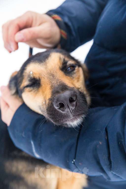 Собаки в Москве: Хочет Вас обнять, а Вас нет Девочка, Бесплатно - фото 5