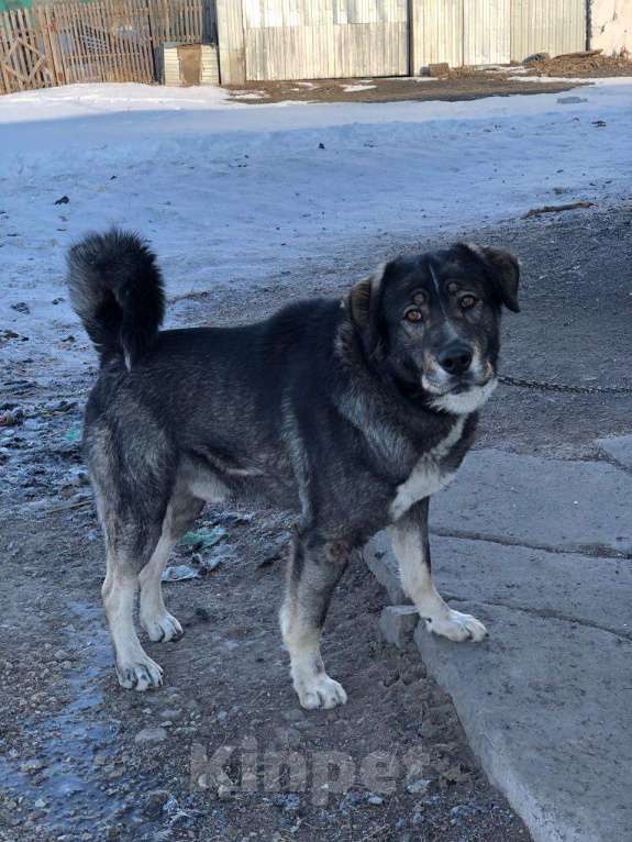 Собаки в других городах Алтайского края: Нужен дом Мальчик, 5 руб. - фото 2