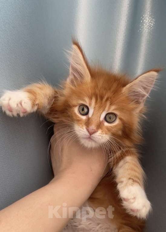 Кошки в Иркутске: Котенок мейн-кун Девочка, 20 000 руб. - фото 1