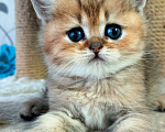 Кошки в Мытищах: Золотой тикированный  Мальчик, 12 000 руб. - фото 4