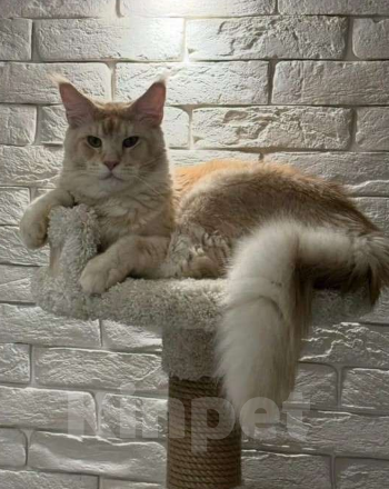 Кошки в Санкт-Петербурге: Кот Мейн-Кун вязка Мальчик, Бесплатно - фото 5