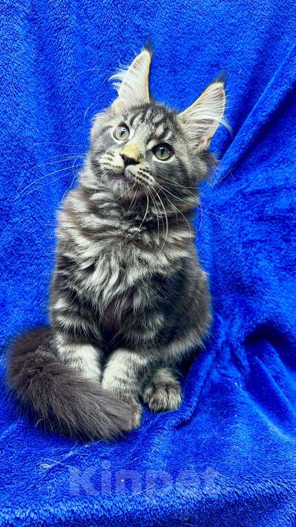 Кошки в Москве: Мейн-Кун котенок Мальчик, 40 000 руб. - фото 2