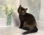 Кошки в Москве: Черный красавец Мальчик, 40 000 руб. - фото 4