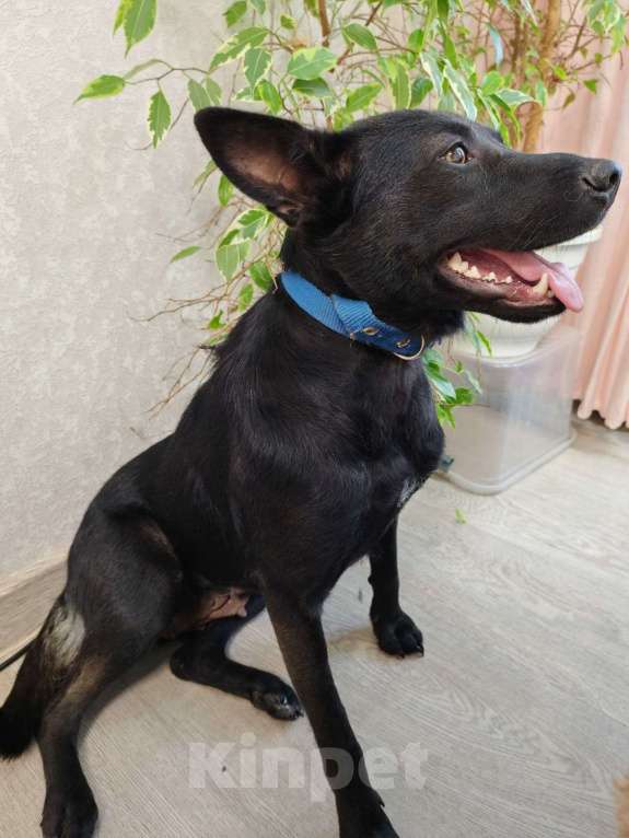 Собаки в Кимовске: Метис овчарки Герда Девочка, Бесплатно - фото 5