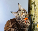 Кошки в Москве: Котенок Мейн-Кун Девочка Девочка, 40 000 руб. - фото 2