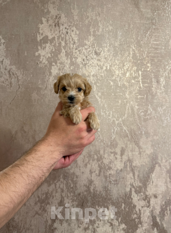 Собаки в Москве: Девочка Девочка, 65 000 руб. - фото 1