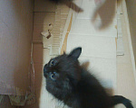 Кошки в Красноярске: Отдам котят, 1 руб. - фото 8