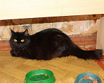 Кошки в Колпашево: Шикарная кошка персидской наружности ищет дом, 100 руб. - фото 2