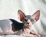 Кошки в Отрадном: Канадский сфинкс котята, 50 000 руб. - фото 1