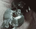 Кошки в Электростали: Малыши ищут дом Мальчик, 500 руб. - фото 1