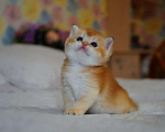 Кошки в Мур: Продажа котенка Британец Мальчик, 25 000 руб. - фото 1