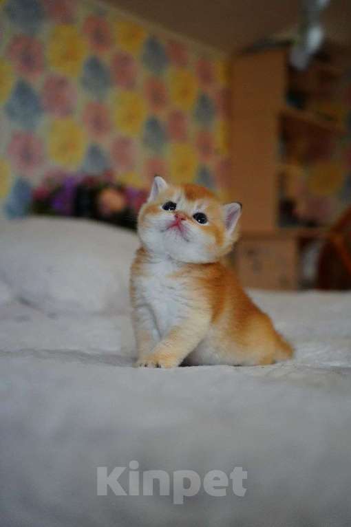 Кошки в Мур: Продажа котенка Британец Мальчик, 25 000 руб. - фото 1
