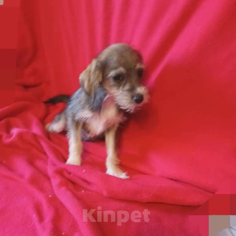 Собаки в Санкт-Петербурге: Щенок в добрые руки Девочка, Бесплатно - фото 3