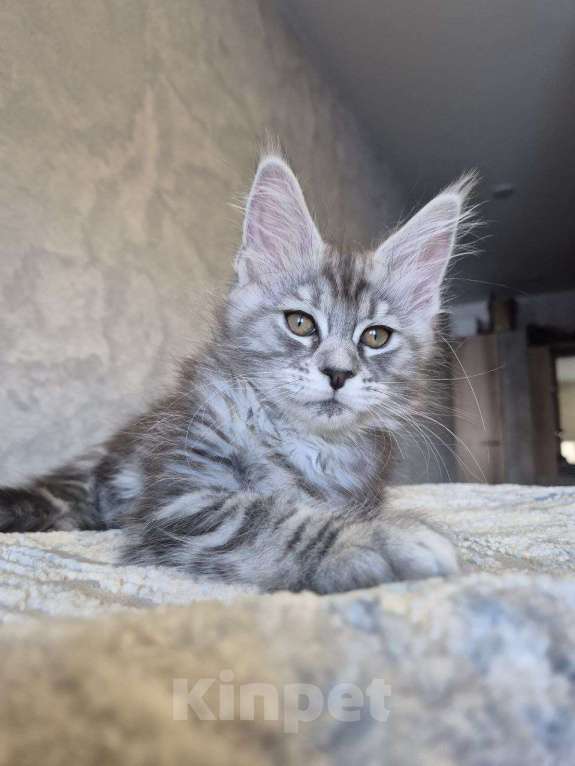 Кошки в Москве: Мейн-кун Девочка, 50 000 руб. - фото 4