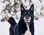 Собаки в других городах Московской области: Джек якутенок Мальчик, Бесплатно - фото 6