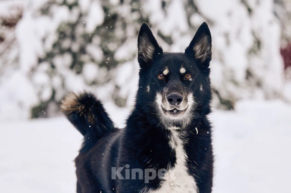 Собаки в других городах Московской области: Джек якутенок Мальчик, Бесплатно - фото 6