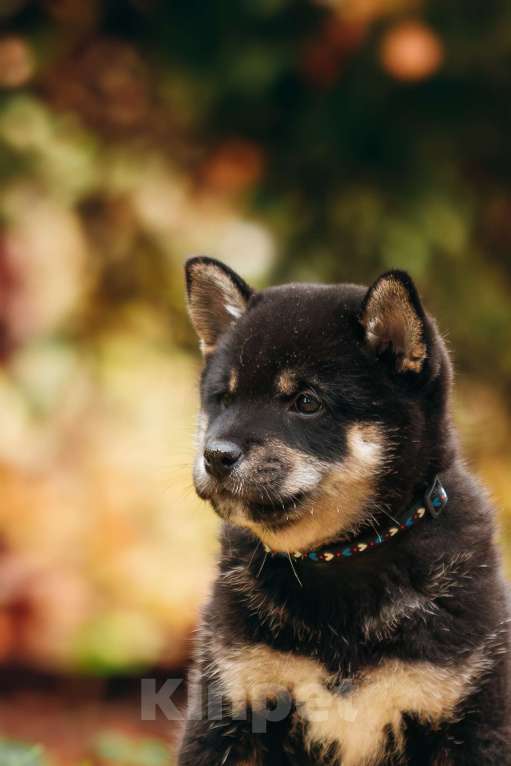 Собаки в Москве: Щенки Сибу-ину с характером солнца Мальчик, 100 000 руб. - фото 2