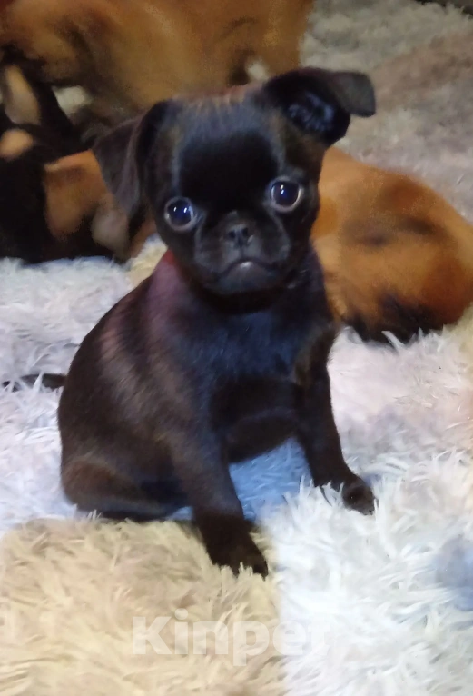 Собаки в Туле: Щенок 3мес девочка Девочка, 19 000 руб. - фото 2