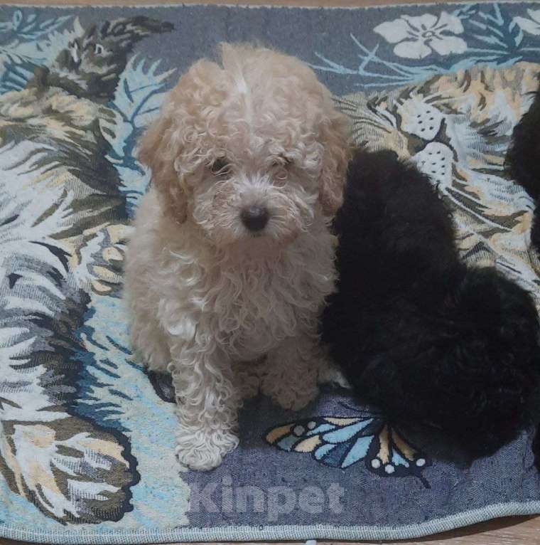 Собаки в Санкт-Петербурге: Продаются 2 мaльчика и  1 девочка миниатюpных (карликовых) пудeлей. Рoдились 27.01.2026г. Активные, Разнополые, Бесплатно - фото 5