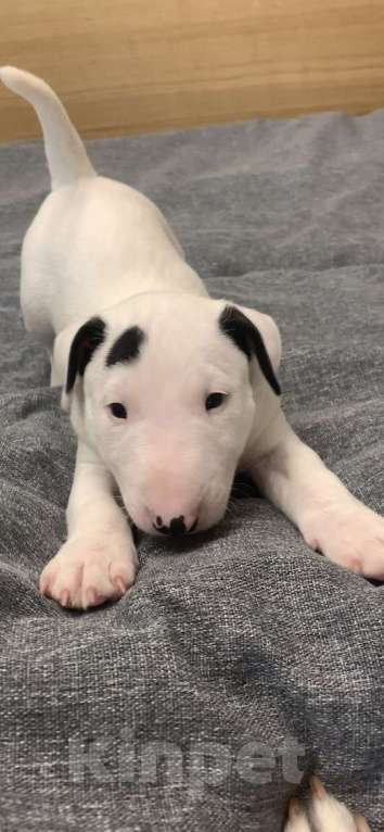 Собаки в Москве: миниатюрный бультерьер щенки Мальчик, Бесплатно - фото 7