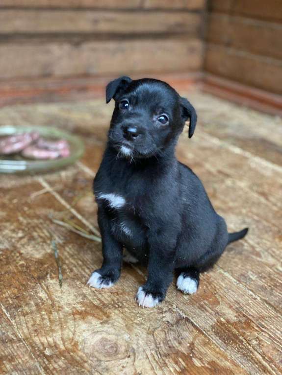 Кошки в Москве: Очаровательные малышки - сестрёнки  ищут дом! Девочка, 1 руб. - фото 4