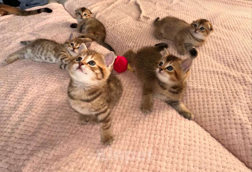 Кошки в Тюмени: Котята золотая шиншила Мальчик, 20 000 руб. - фото 2