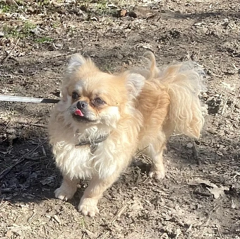 Красавец Марик в поисках дома!