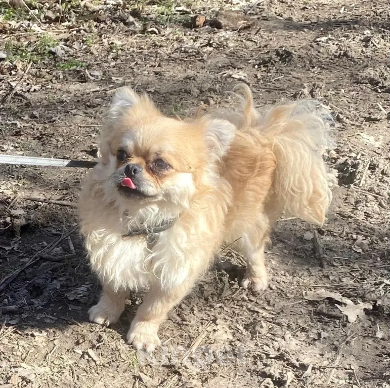 Собаки в Ростове-на-Дону: Красавец Марик в поисках дома! Мальчик, Бесплатно - фото 1