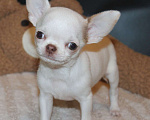Собаки в Москве: Белый мальчик чихуахуа Мальчик, 35 000 руб. - фото 4