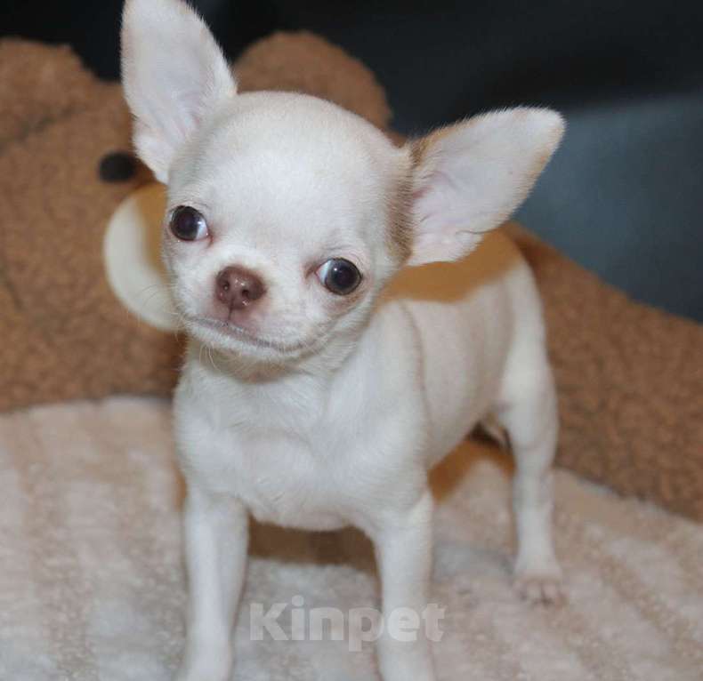 Собаки в Москве: Белый мальчик чихуахуа Мальчик, 35 000 руб. - фото 4