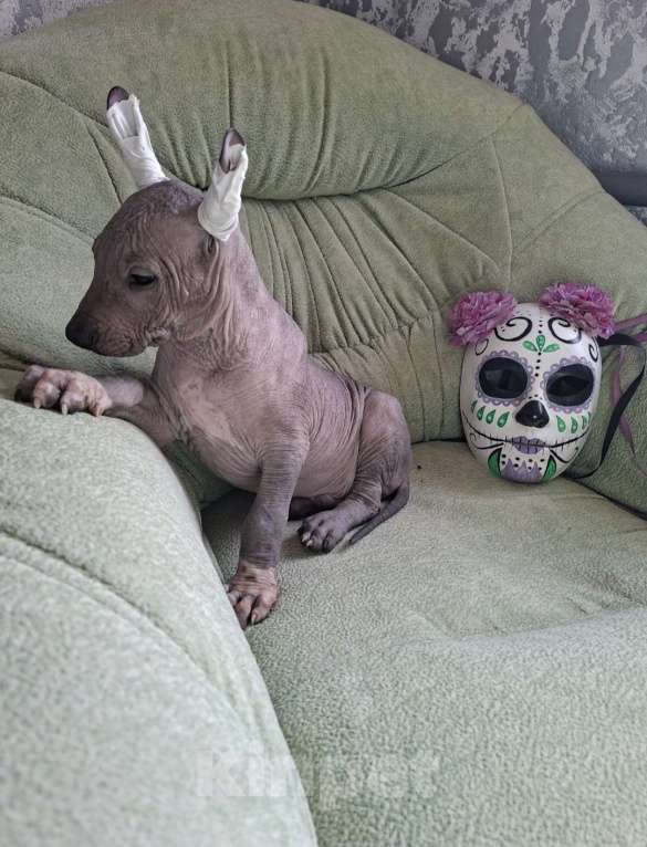 Собаки в Белгороде: Щенок ксолоитцкуинтли стандарт Мальчик, 90 000 руб. - фото 3