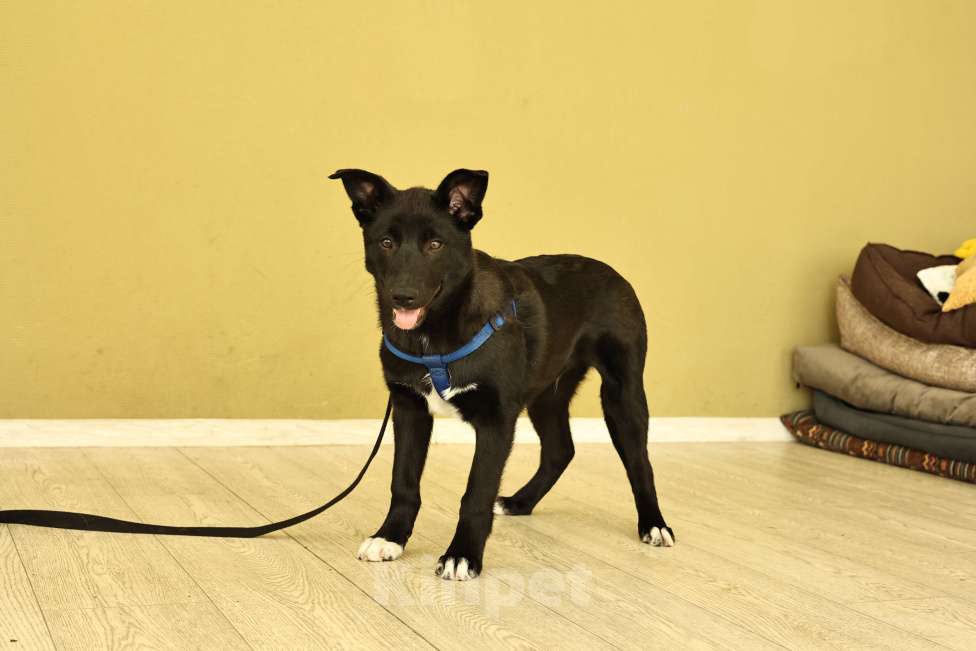 Собаки в Москве: Щенок бесплатно в Москве Мальчик, Бесплатно - фото 4