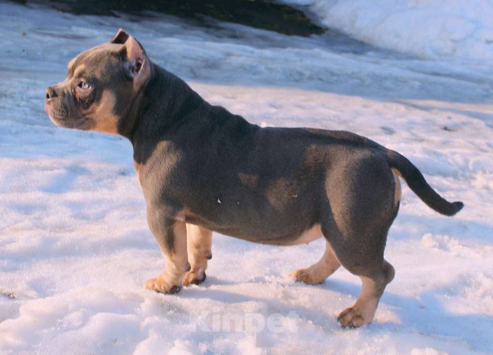 Собаки в Москве: Девочка булли Девочка, 100 000 руб. - фото 6