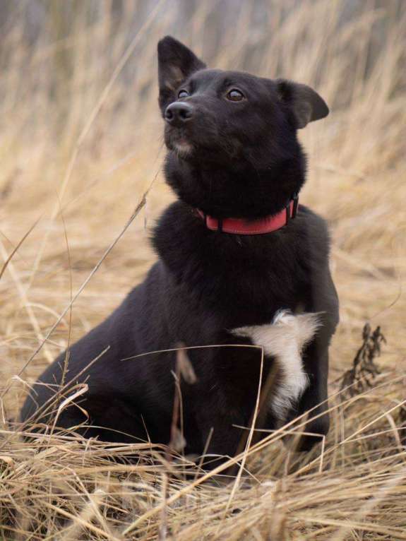 Собаки в Москве: Арабика ждёт своих родителей Девочка, Бесплатно - фото 6