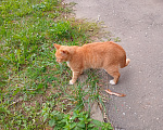 Кошки в Москве: Котенок Искорка ищет дом Девочка, Бесплатно - фото 6